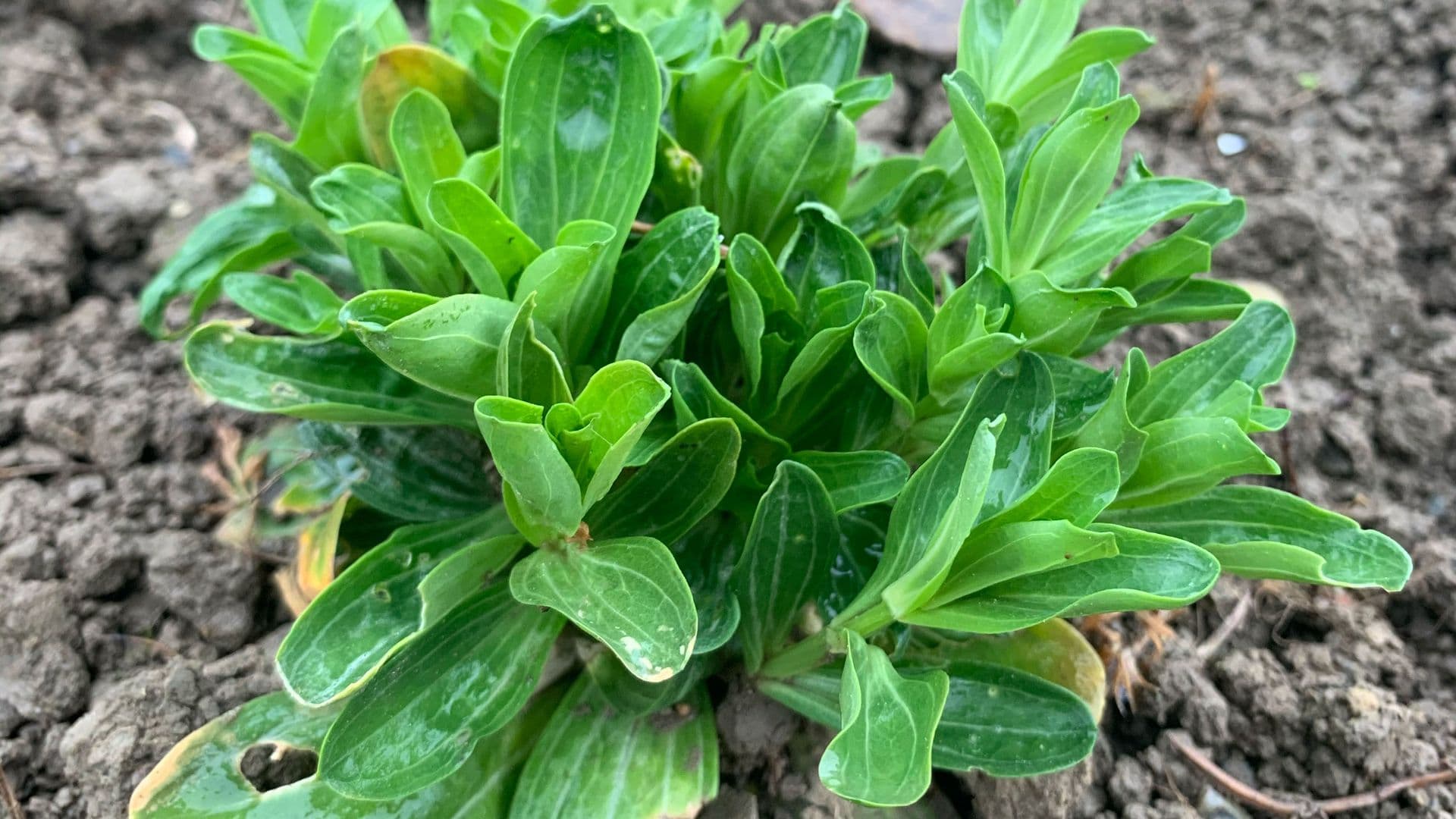Tausendgüldenkraut (Centaurium erythraea)