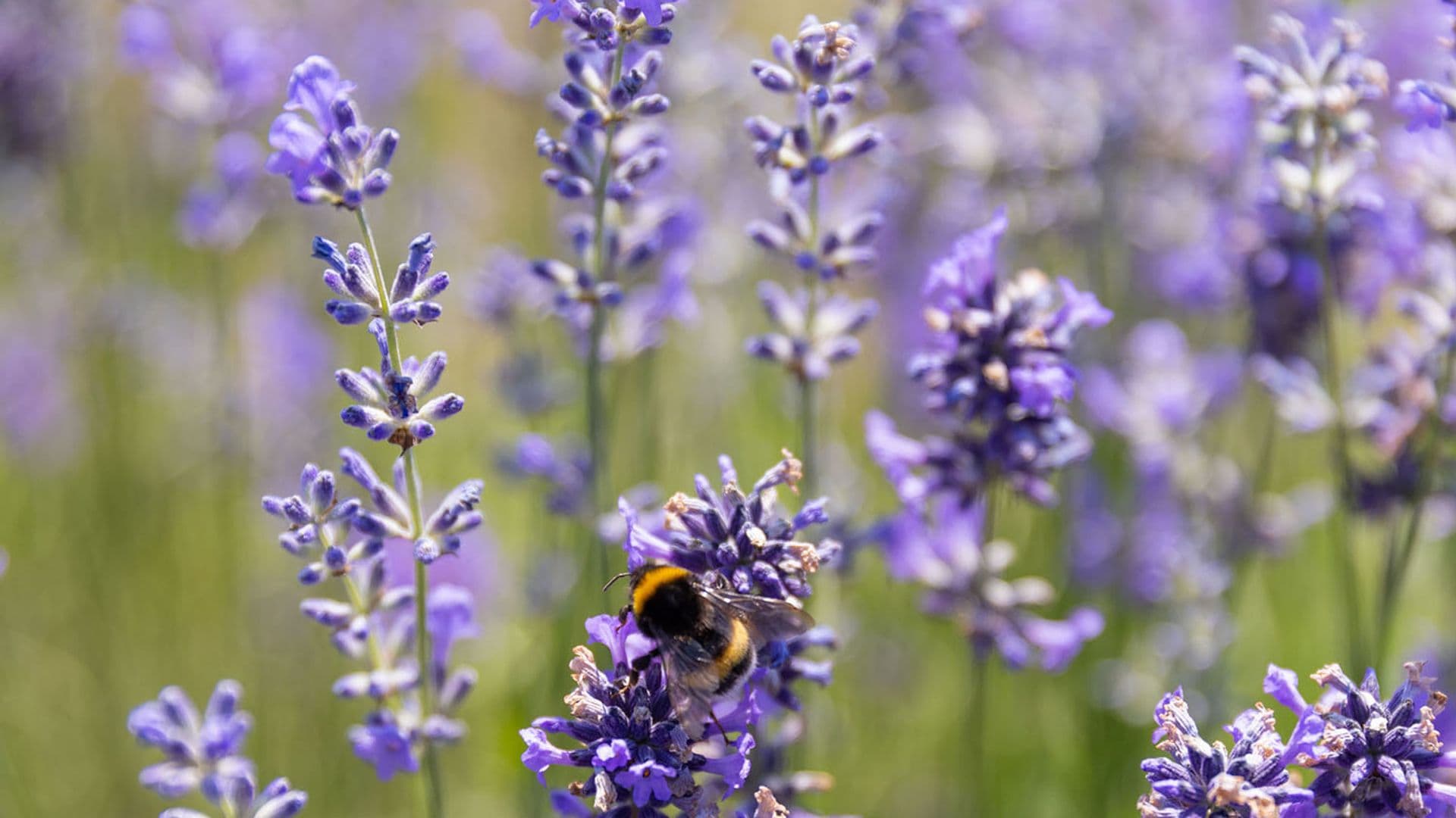 Heilpflanzen für Resilienz und Schlaf