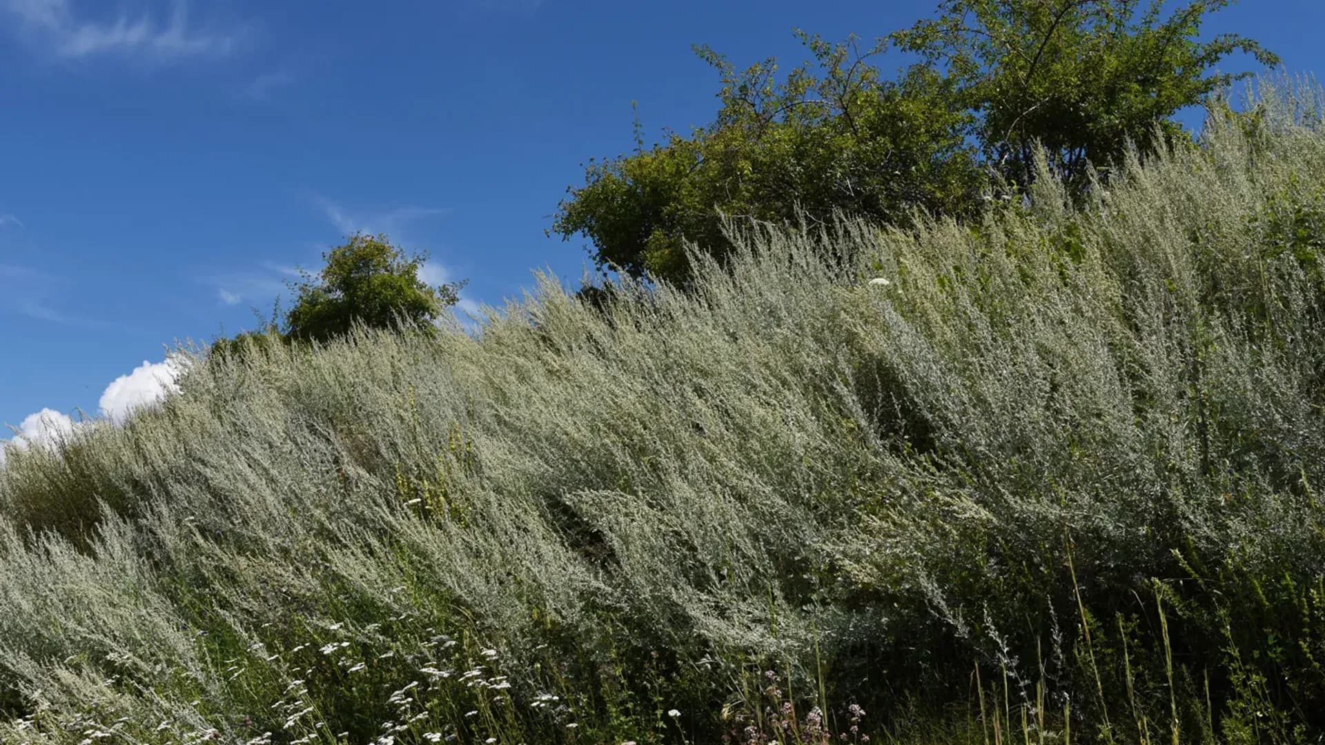 Wermut (Artemisia absinthium)