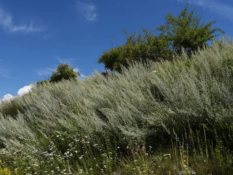 Wermut (Artemisia absinthium)