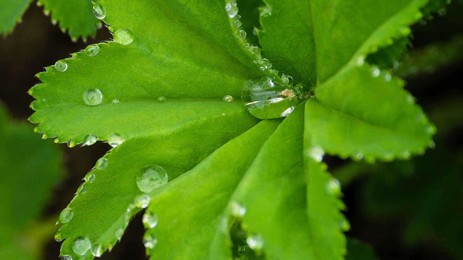 Heilende Pflanzen in der Frauenheilkunde