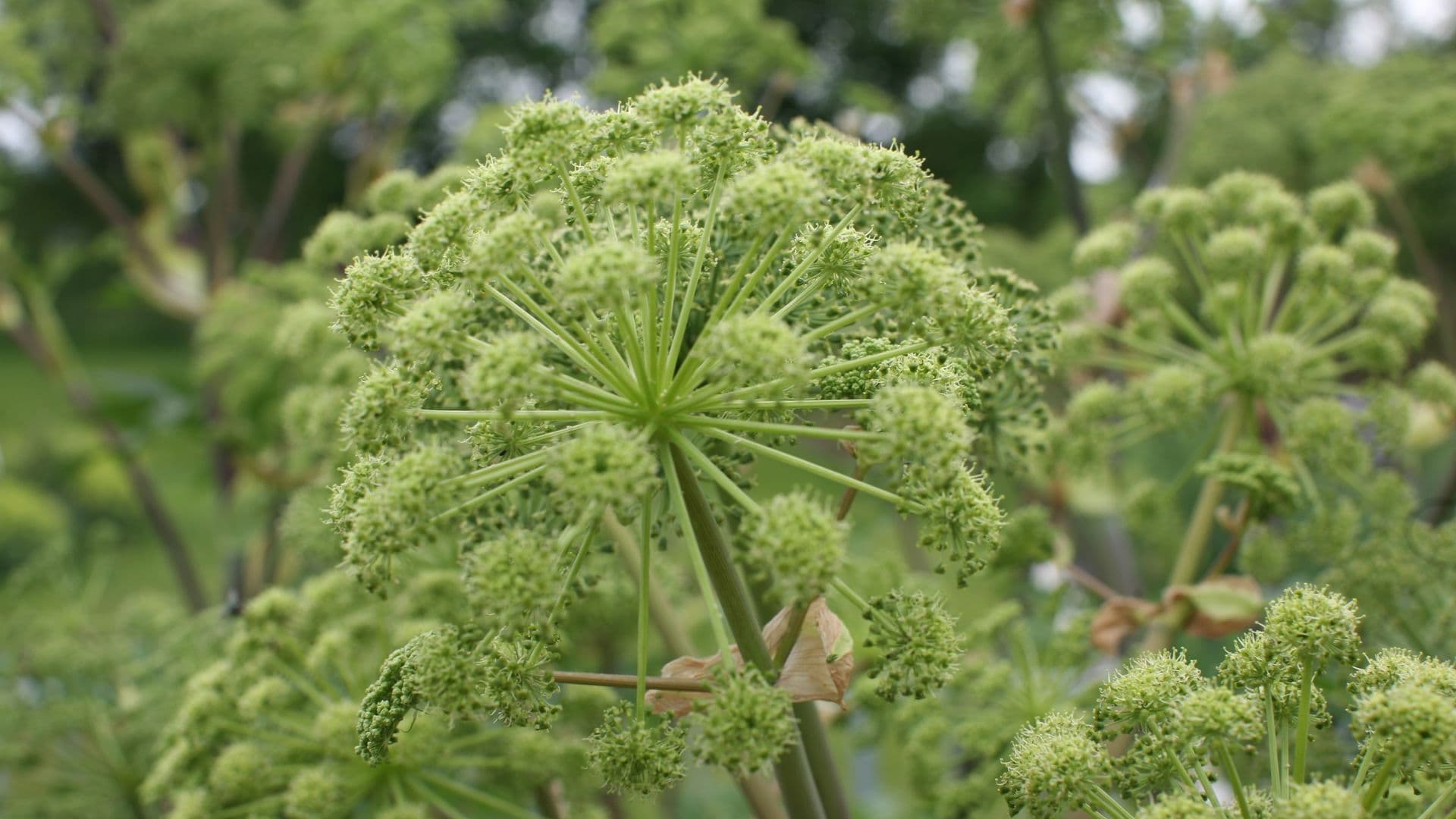 Hochsensible Menschen mit Heilpflanzen ganzheitlich behandeln