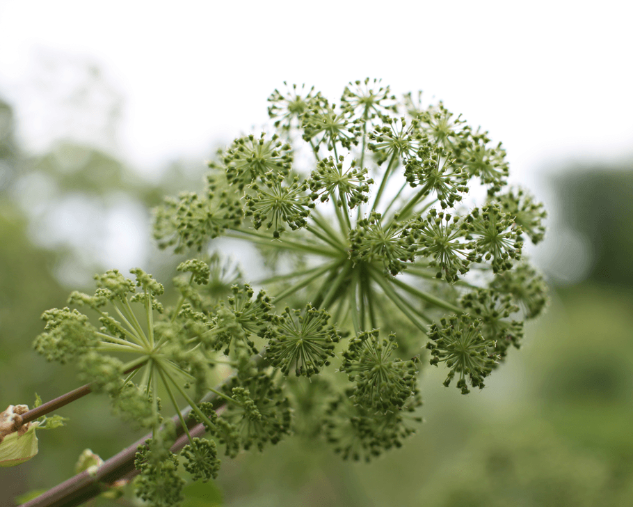 Heilpflanzen in der Hebammenarbeit