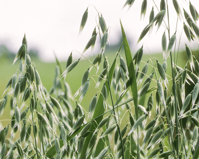 Heilpflanzen im Wochenbett: Hormone, Stillzeit & Regeneration