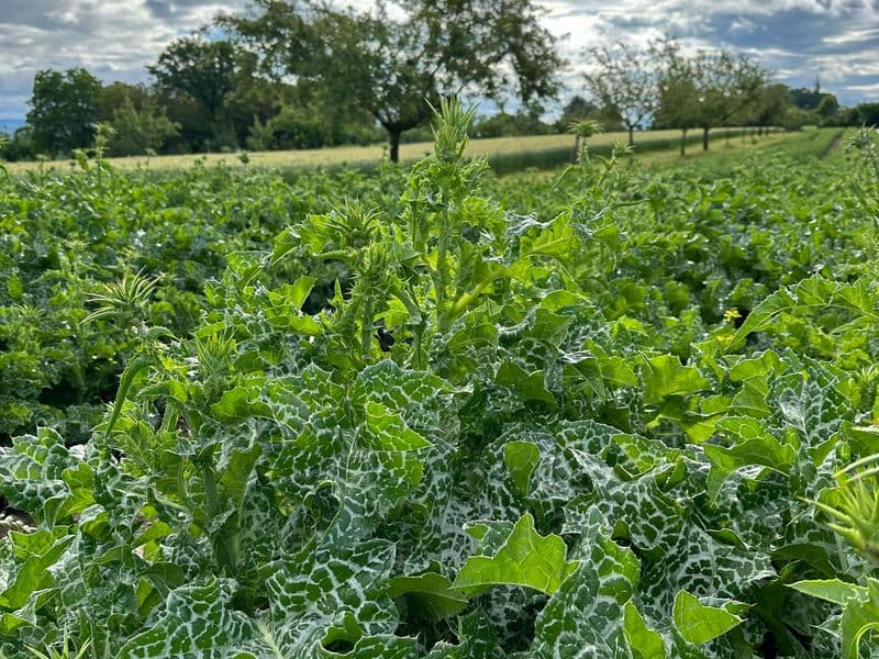 Mariendistel (Silybum marianum)