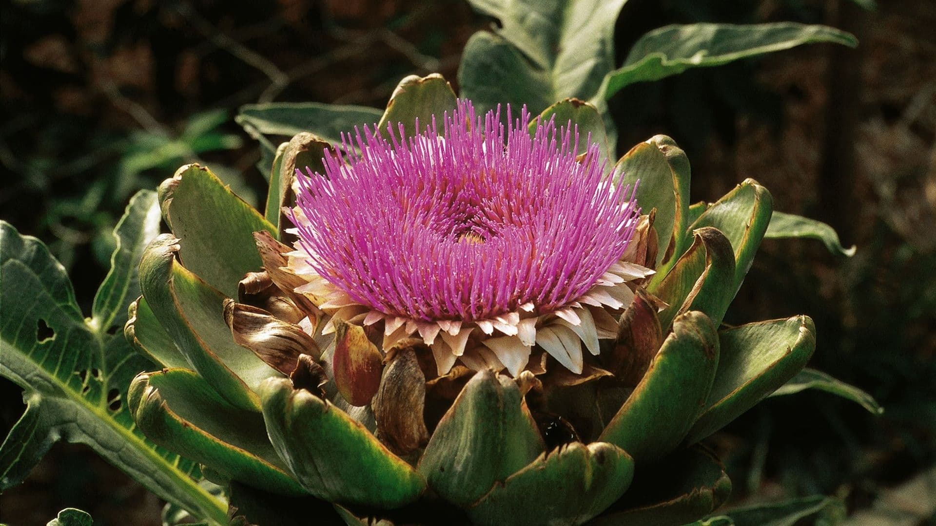 Artischocke (Cynara scolymus)