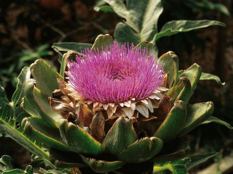 Artischocke (Cynara scolymus)