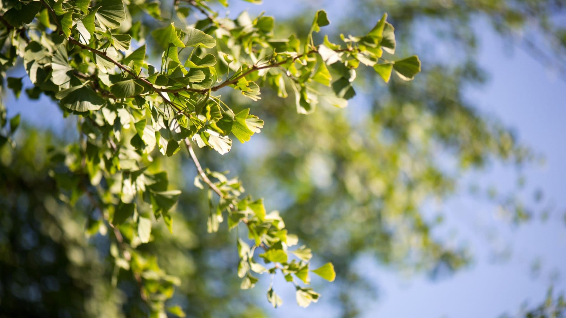 Heilpflanzen in der Geriatrie