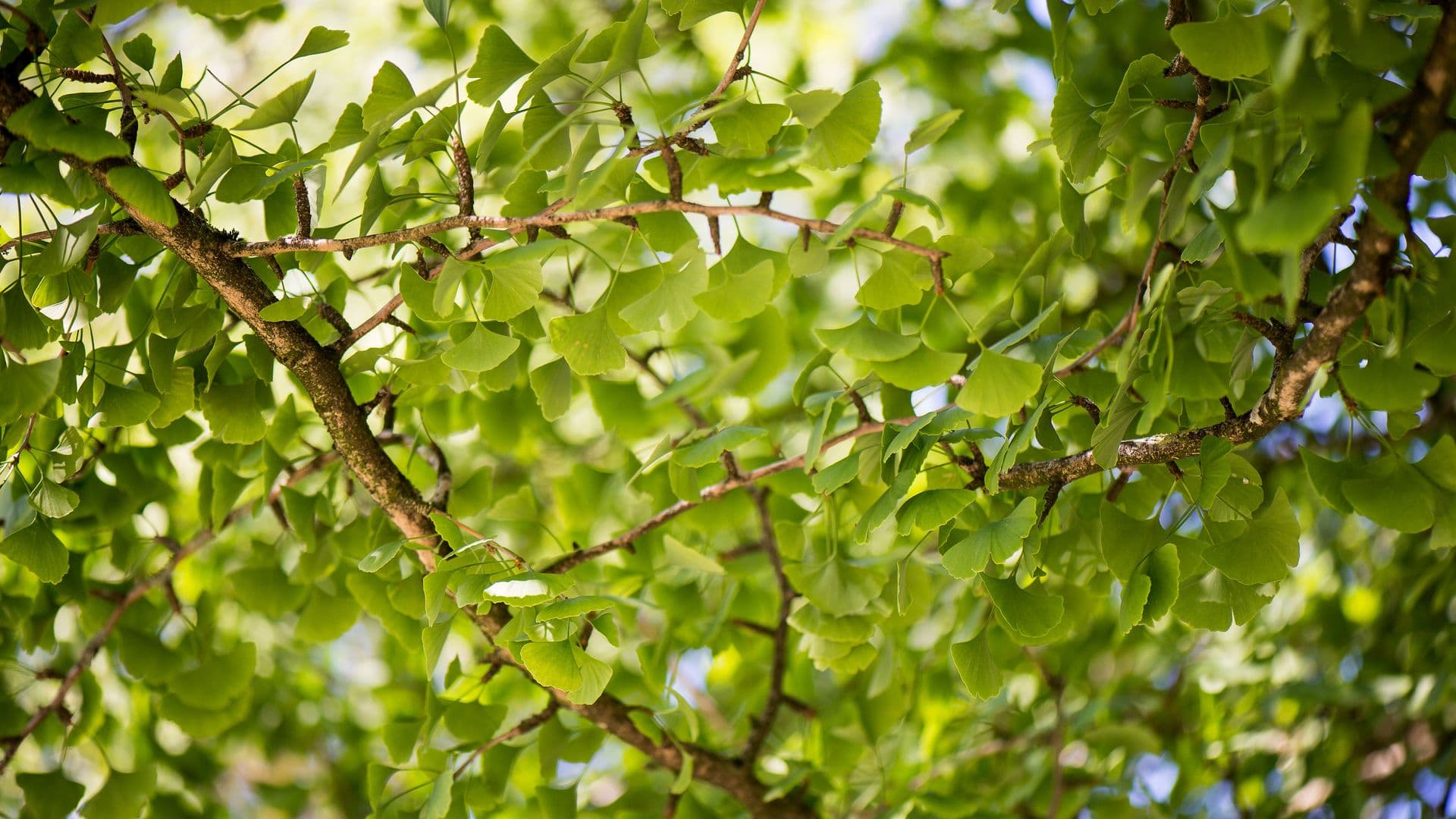 Ginkgo (Ginkgo biloba)