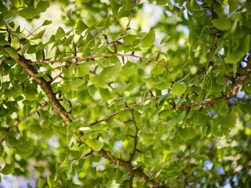 Ginkgo (Ginkgo biloba)