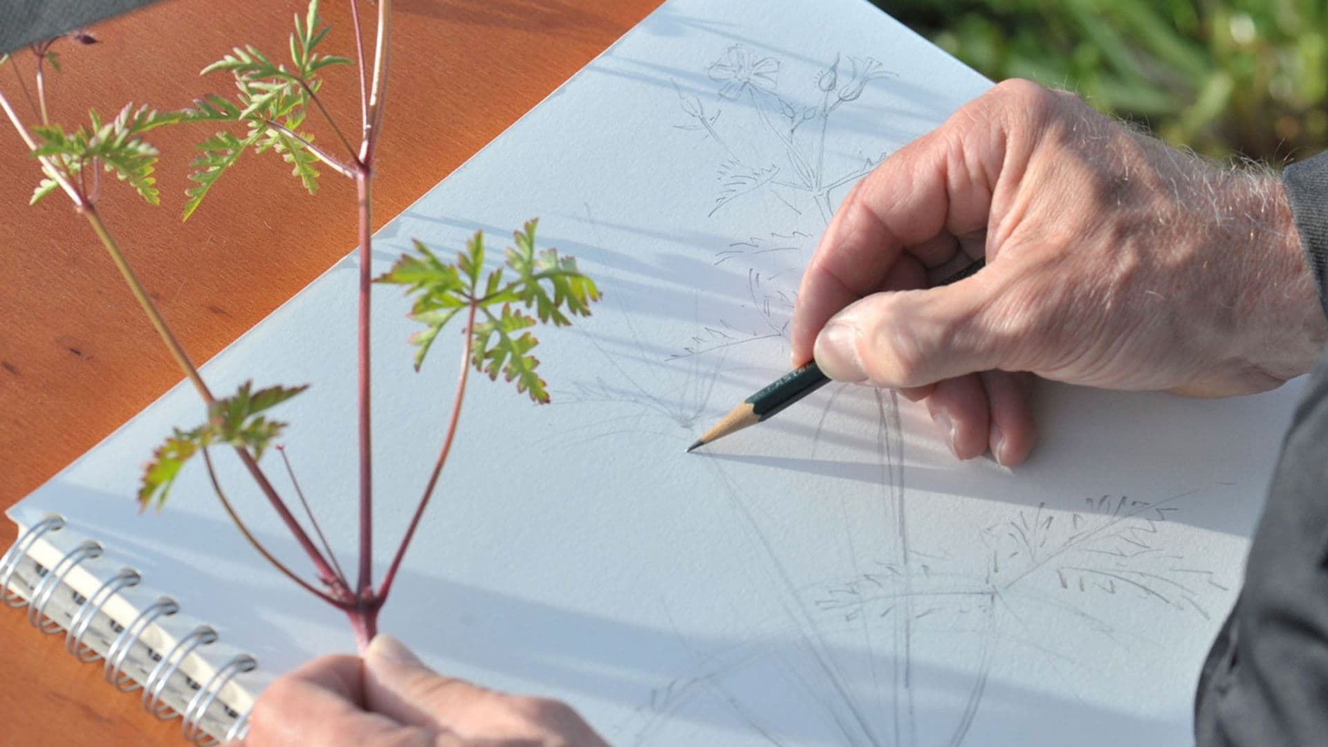 Eine lebendige Heilpflanzenkunde mit wesenhaften Urtinkturen