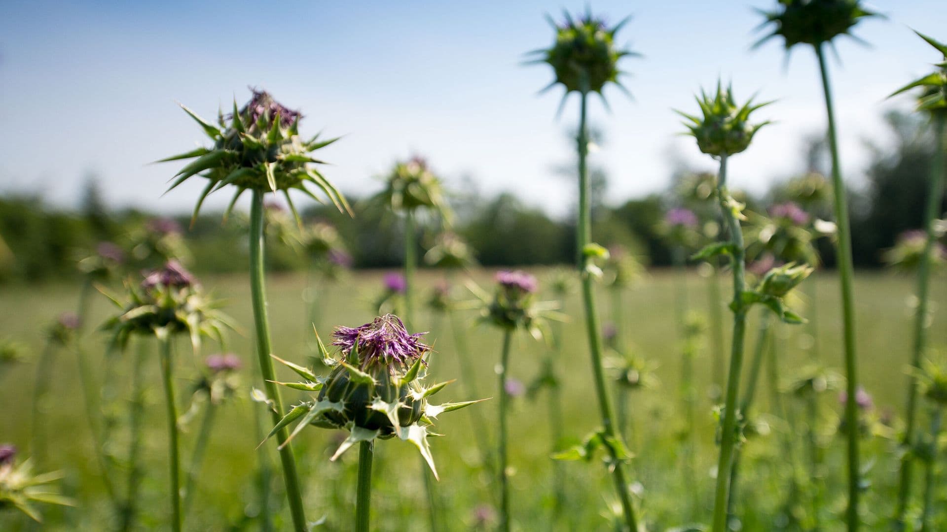 Ganzheitliche Ausleitung und Entgiftung mit Heilpflanzen