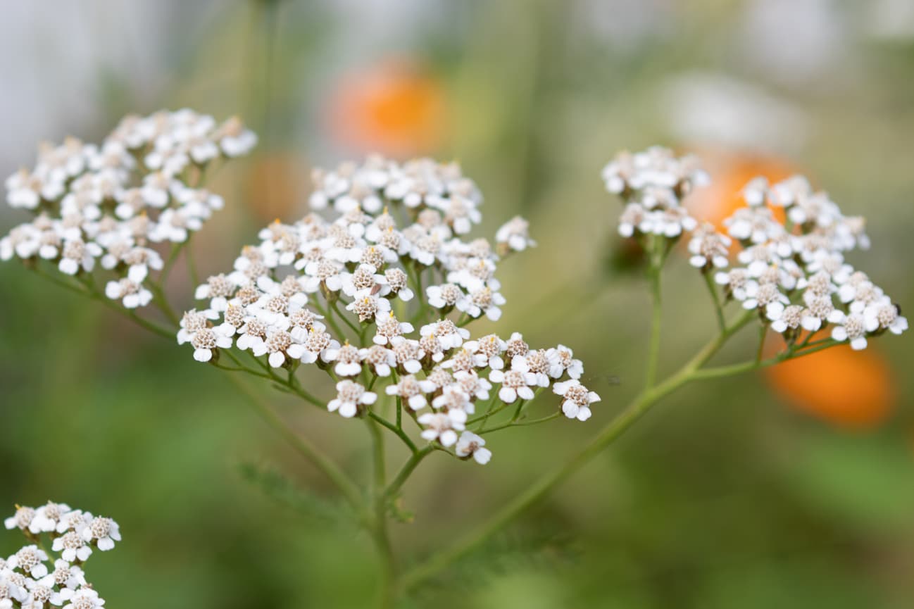 Endometriose und Myome - Körpergebilde natürlich behandeln mit Heilpflanzen