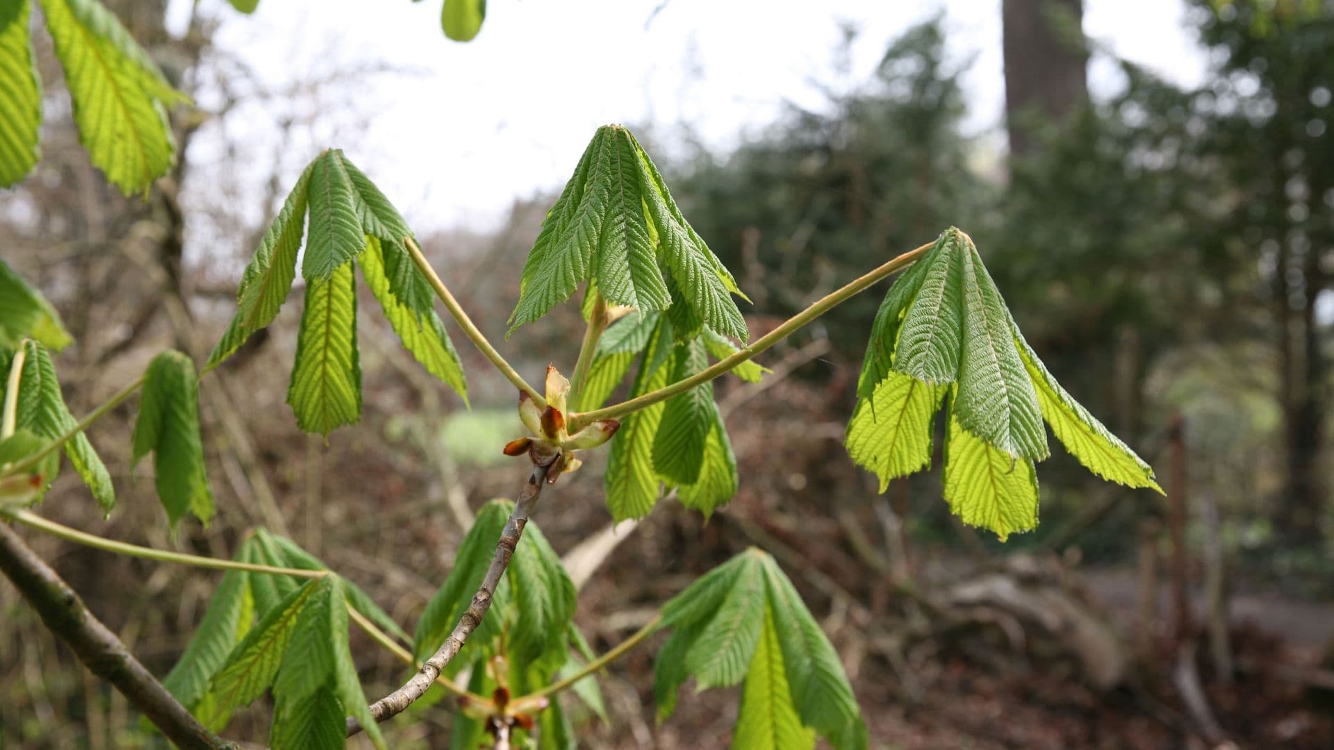 Rosskastanie (Aesculus hippocastanum)