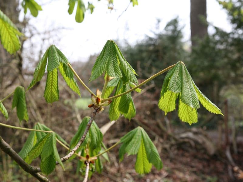 Rosskastanie (Aesculus hippocastanum)