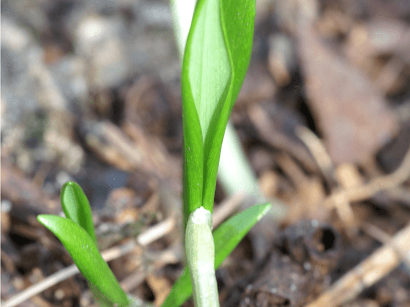 Bärlauch (Allium ursinum)