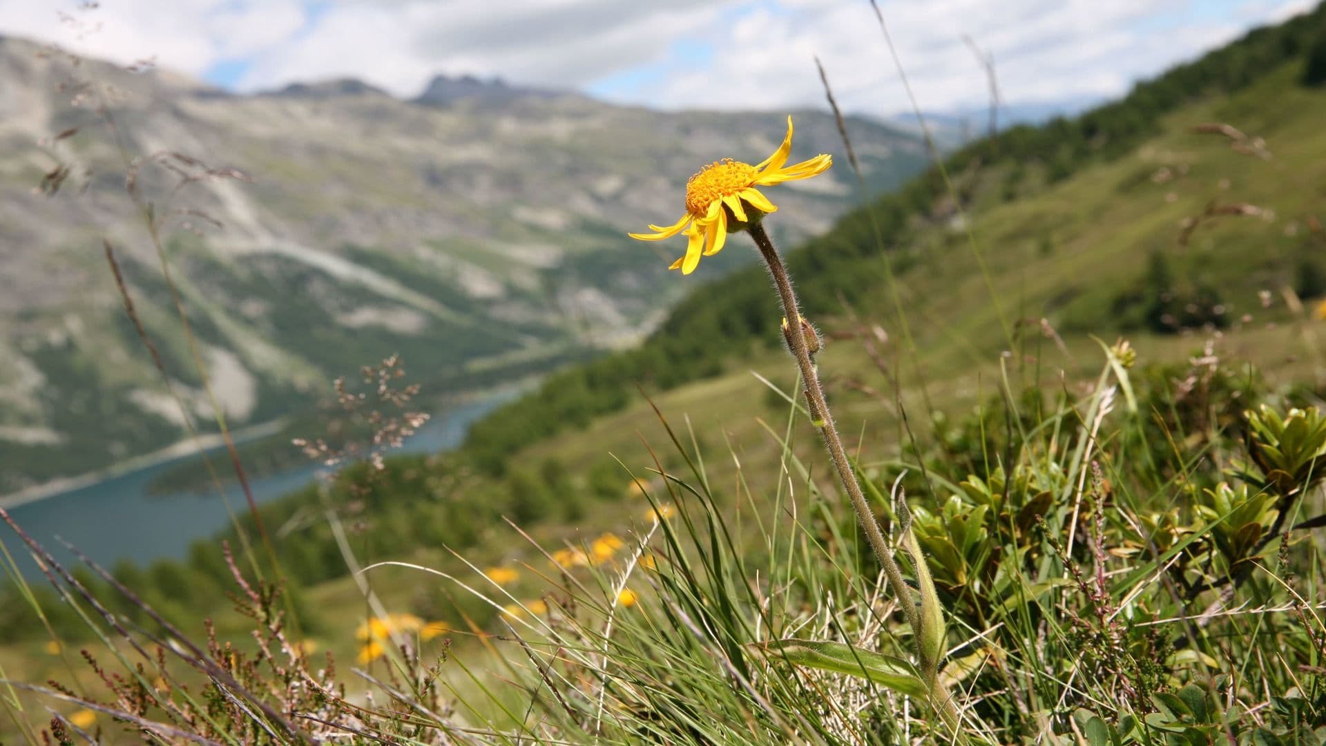 Arnika (Arnica montana)