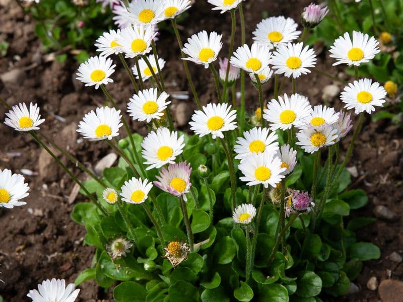 Gänseblümchen (Bellis perennis)