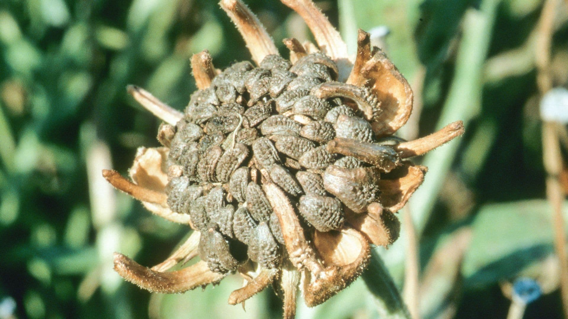 Calendula (Calendula officinalis)