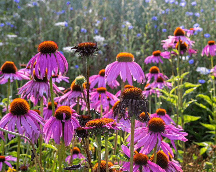 Ganzheitliche Unterstützung des Immunsystem