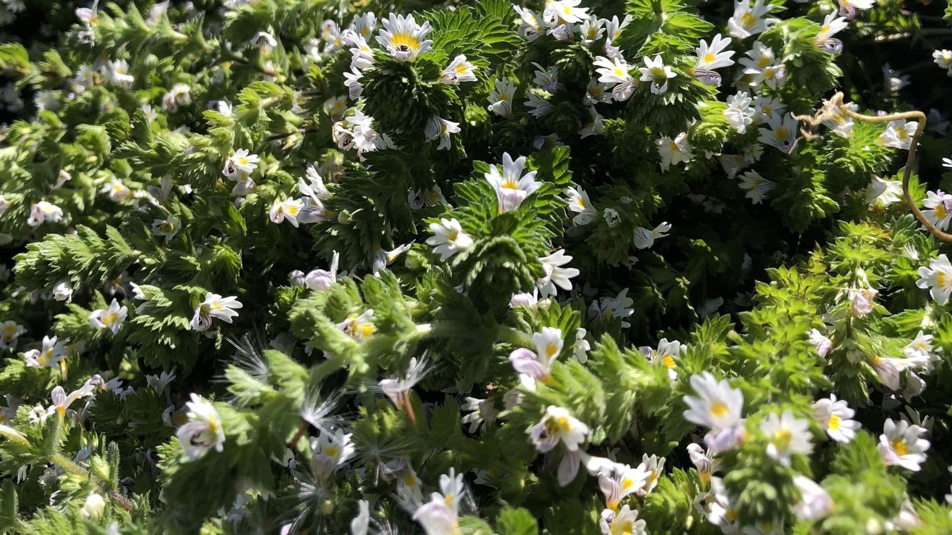 Augentrost (Euphrasia officinalis)