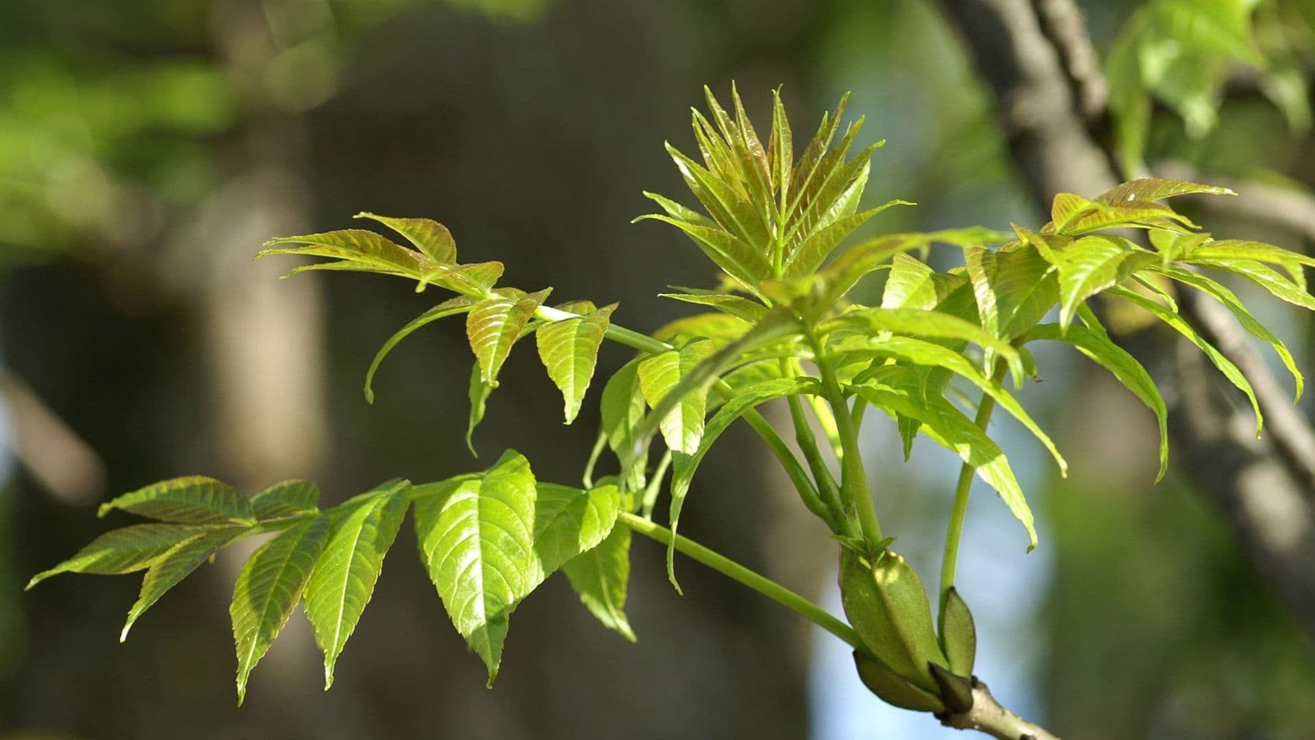 Signaturen der Pflanzen - die Gestalt des Menschen