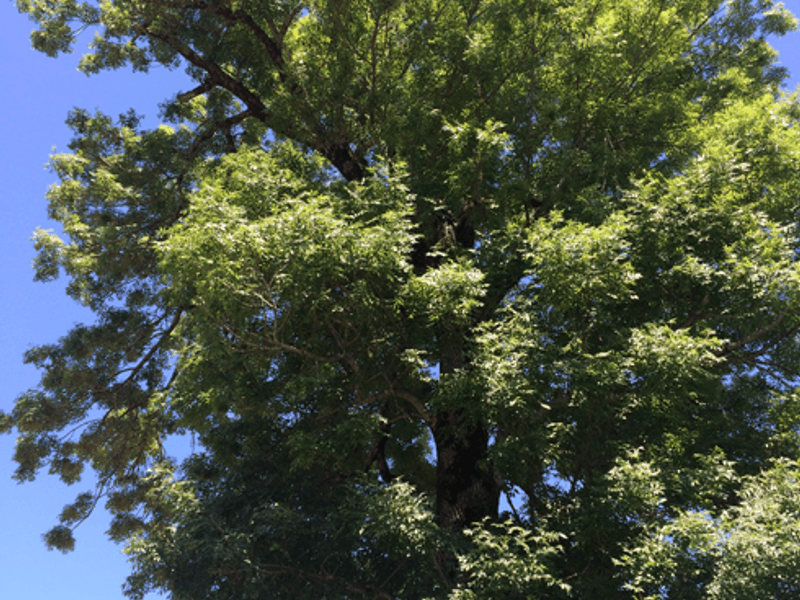 Esche (Fraxinus excelsior)