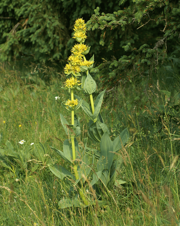 Gelber Enzian (Gentiana lutea)