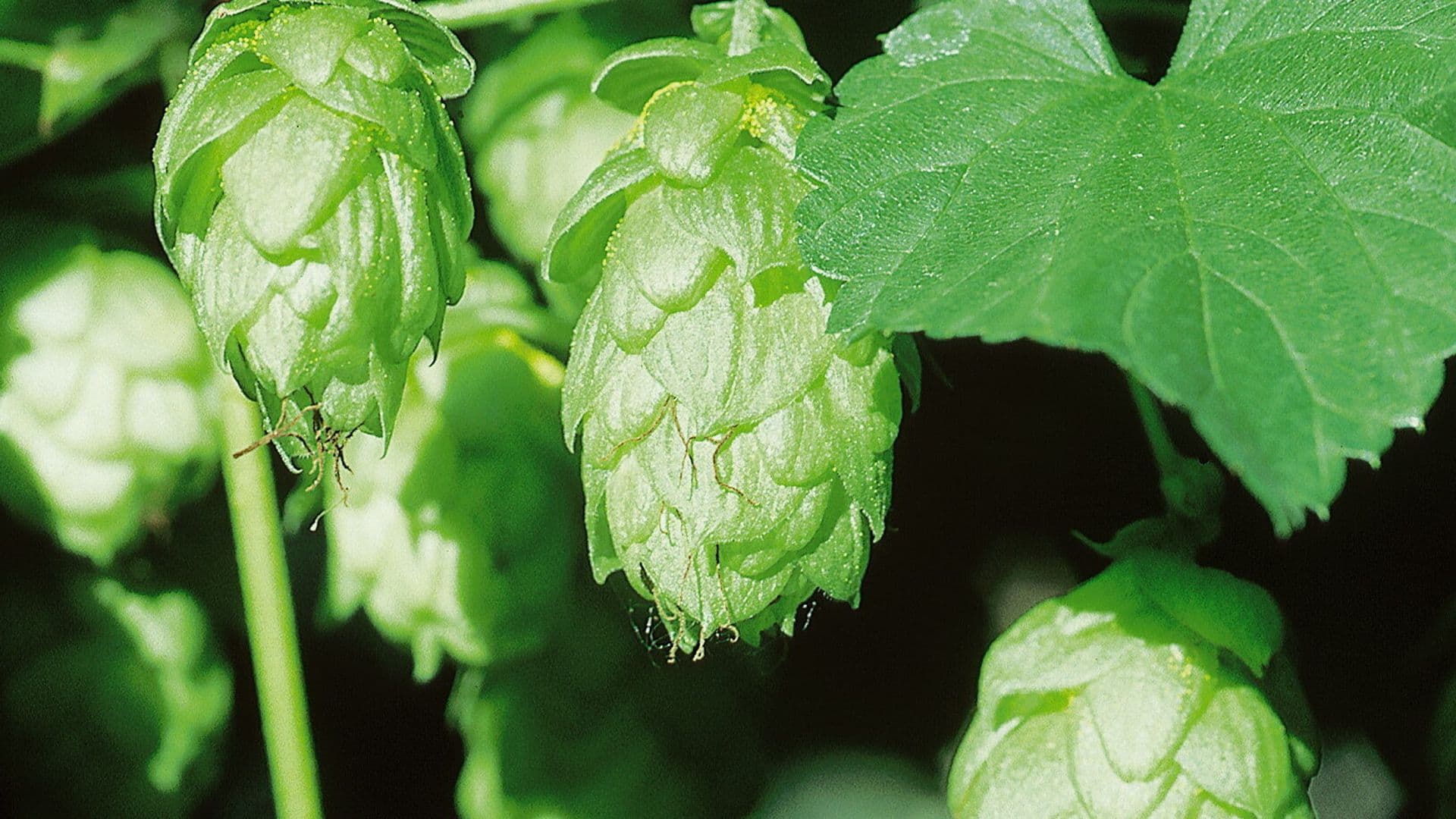 Test Import Präsenzseminare CH