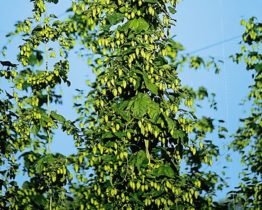 Heilpflanzen in der Männerheilkunde – Andrologie &amp; Psychosomatik