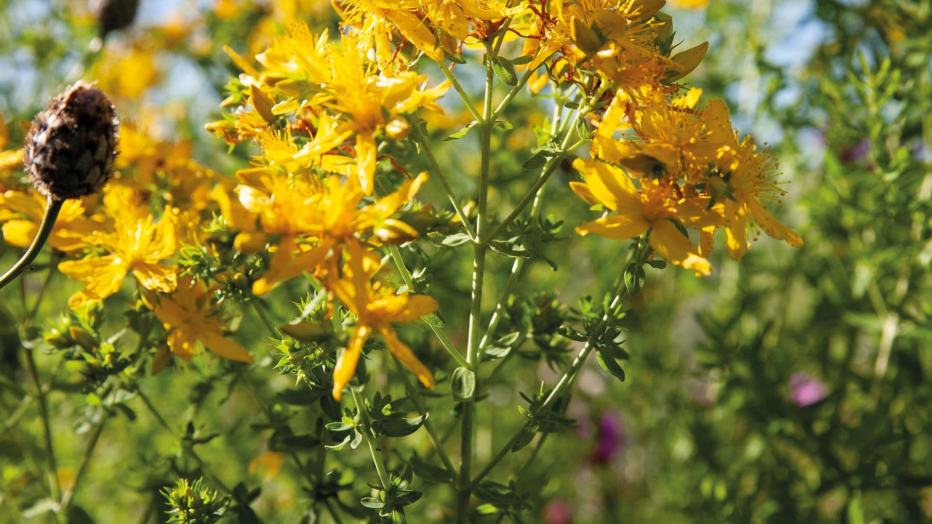 Johanniskraut (Hypericum perforatum)