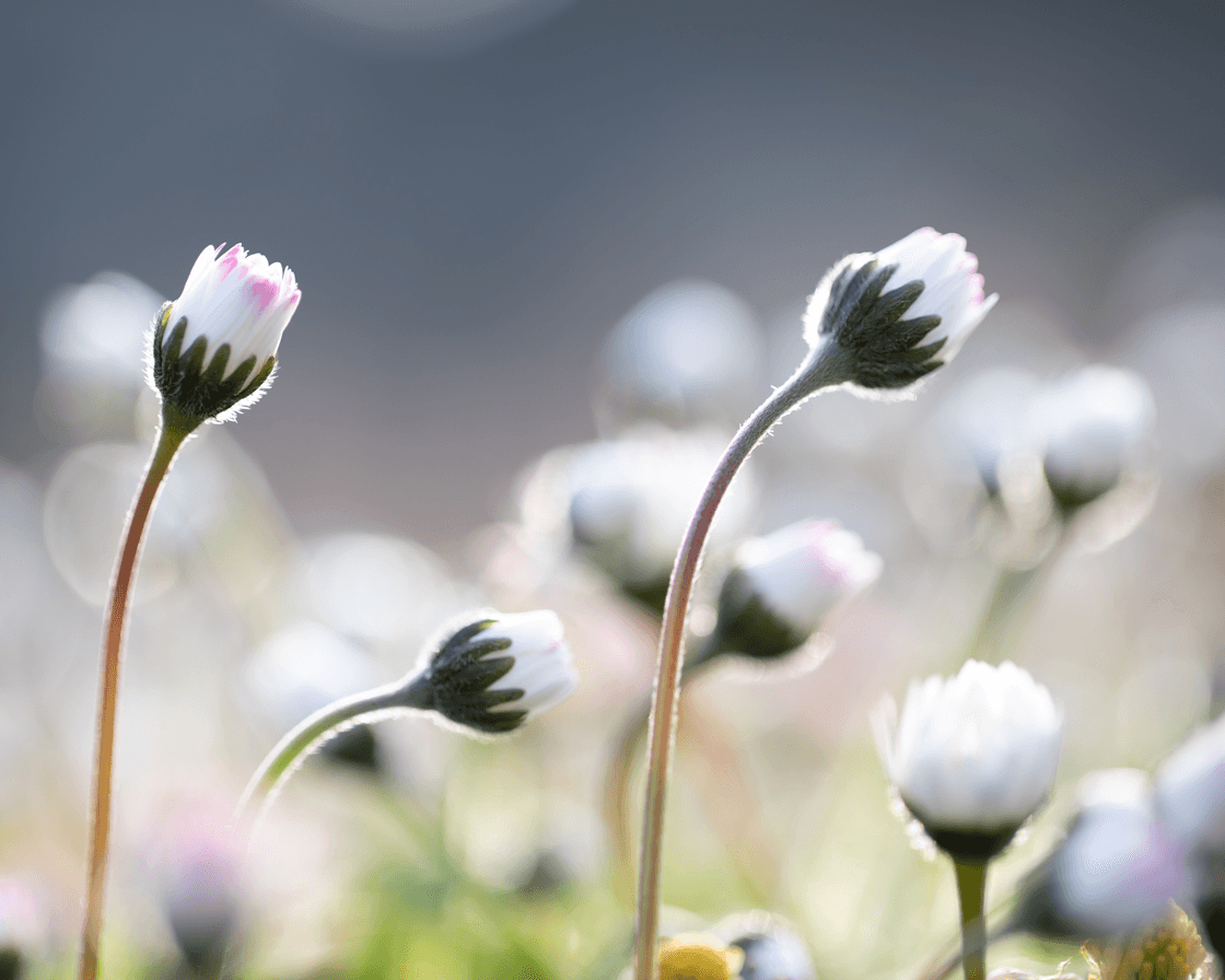 Heilpflanzen in der Kinderheilkunde - Schwerpunkt Atemwege