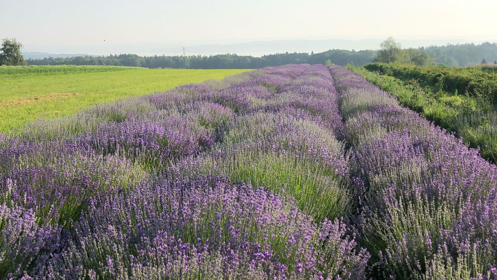Lavendel (Lavandula angustifolia)