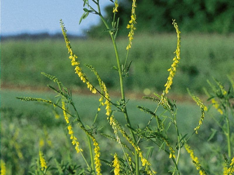 Steinklee (Melilotus officinalis)