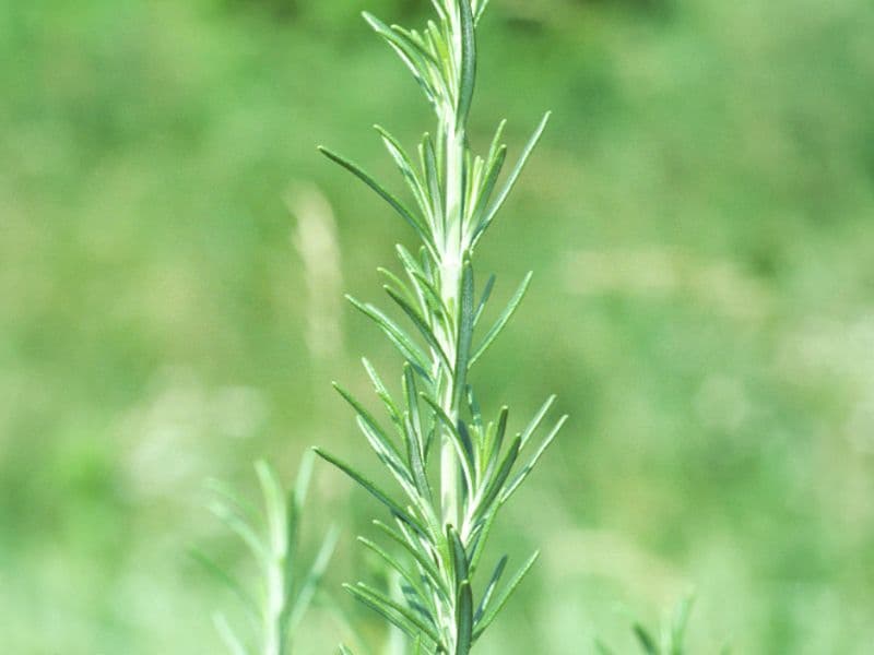 Rosmarin (Rosmarinus officinalis)