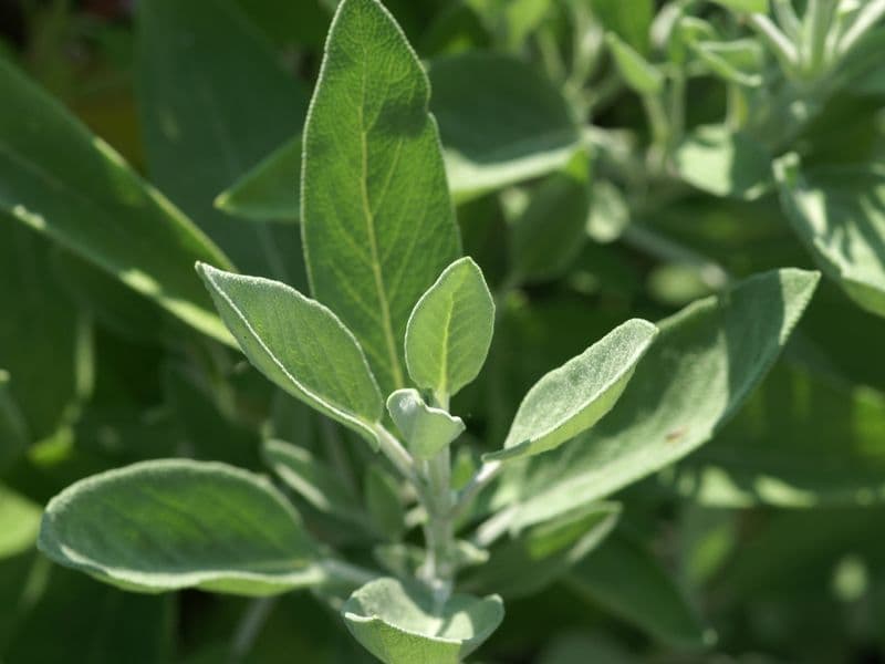 Salbei (Salvia officinalis)