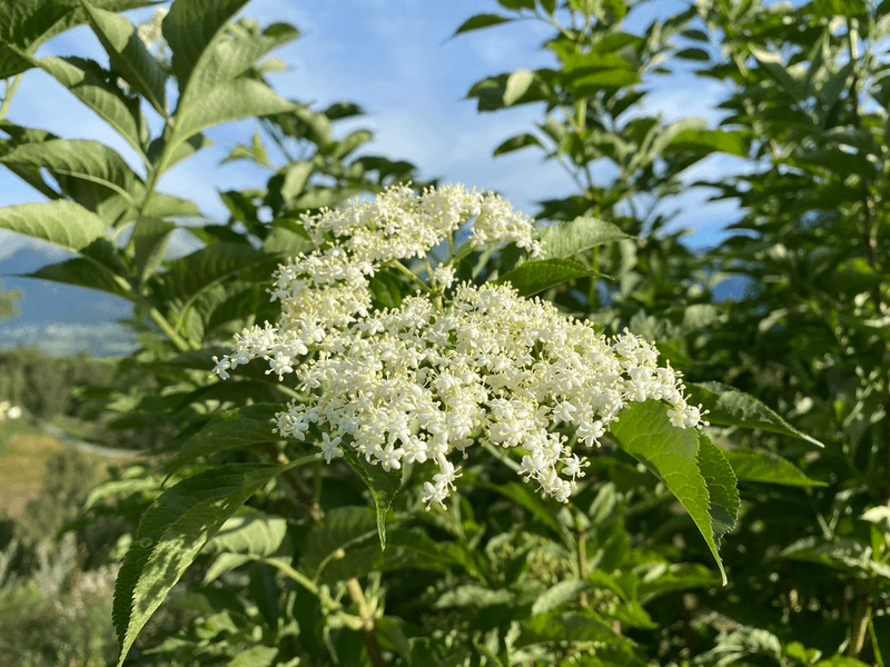 Holunder (Sambucus nigra)