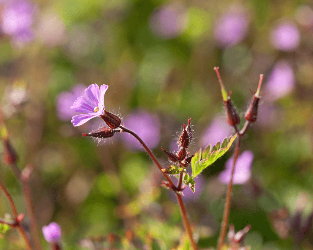 Storchschnabel (Geranium robertianum)