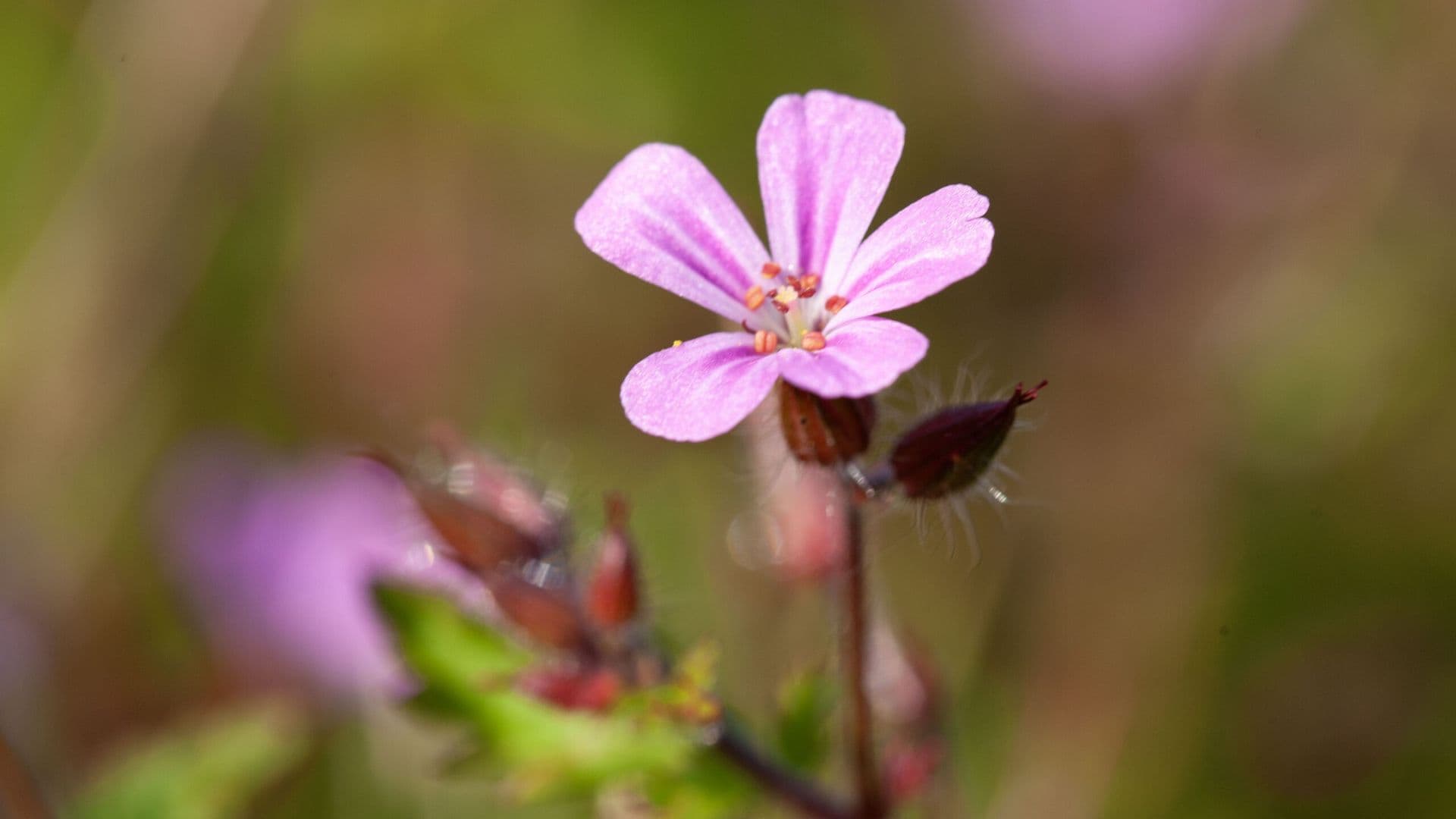 Trauma, Schock und Angst: Ganzheitliche Behandlung mit Heilpflanzen