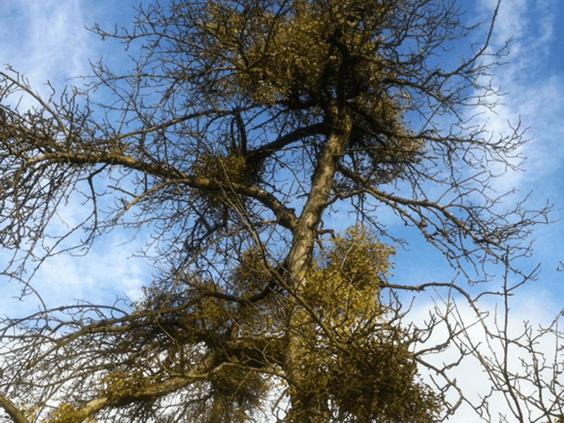 Mistel (Viscum album)