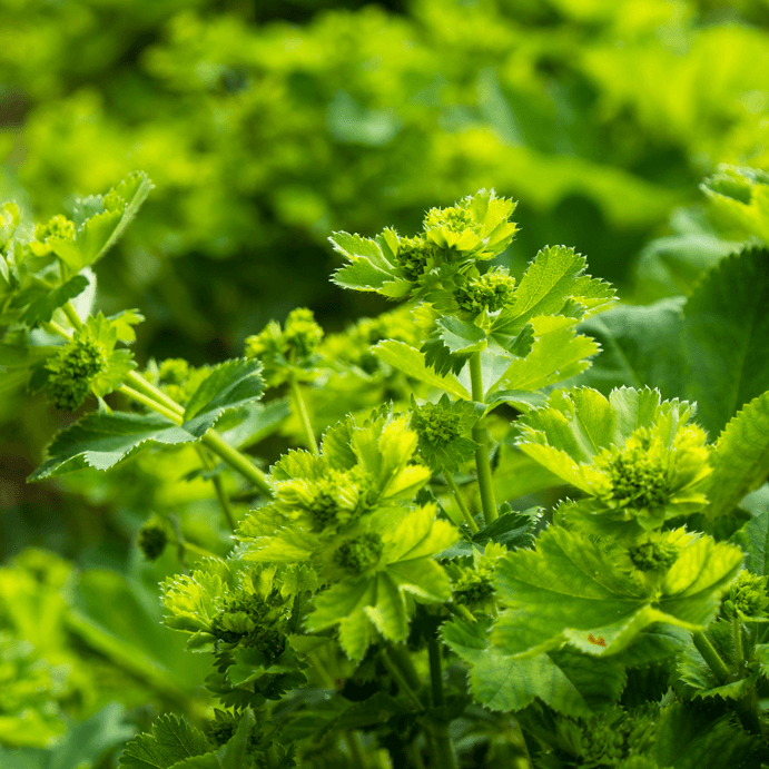 Ceres kennenlernen: Heilpflanzen für die Frauenheilkunde