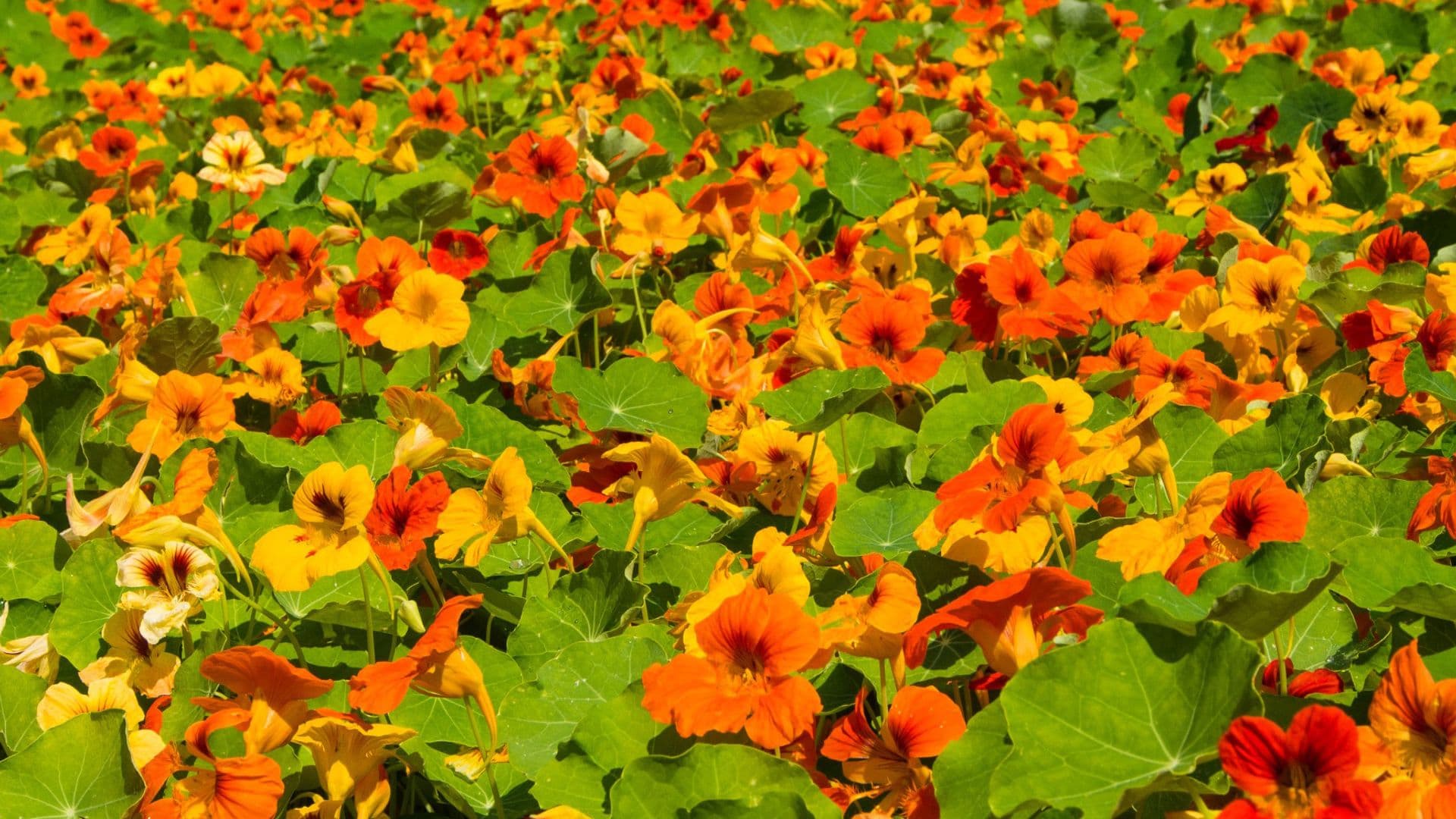 Ausleitung und Entgiftung über die Niere