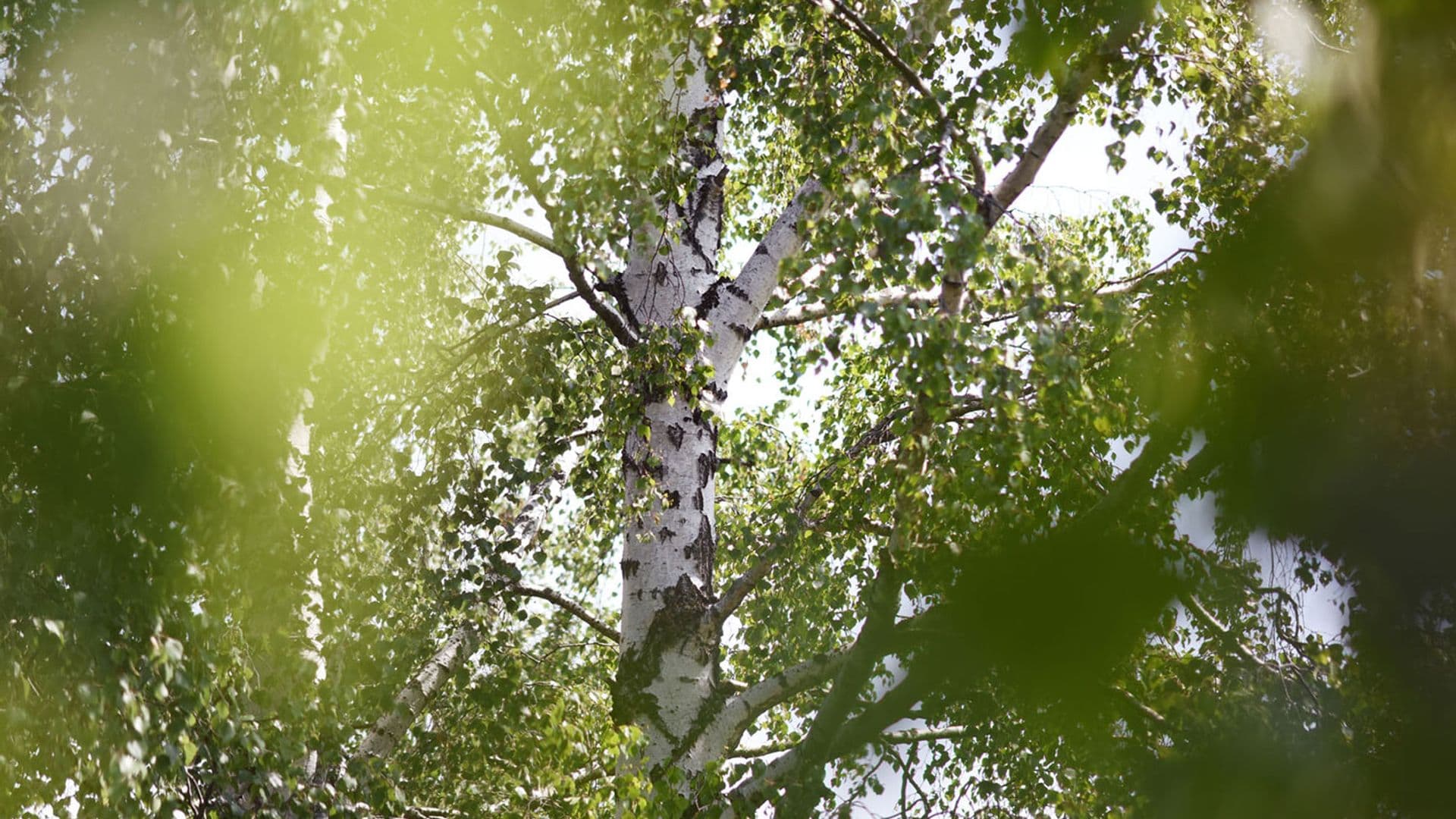 Heilpflanzen für Ausleitung, Entgiftung und Verdauung