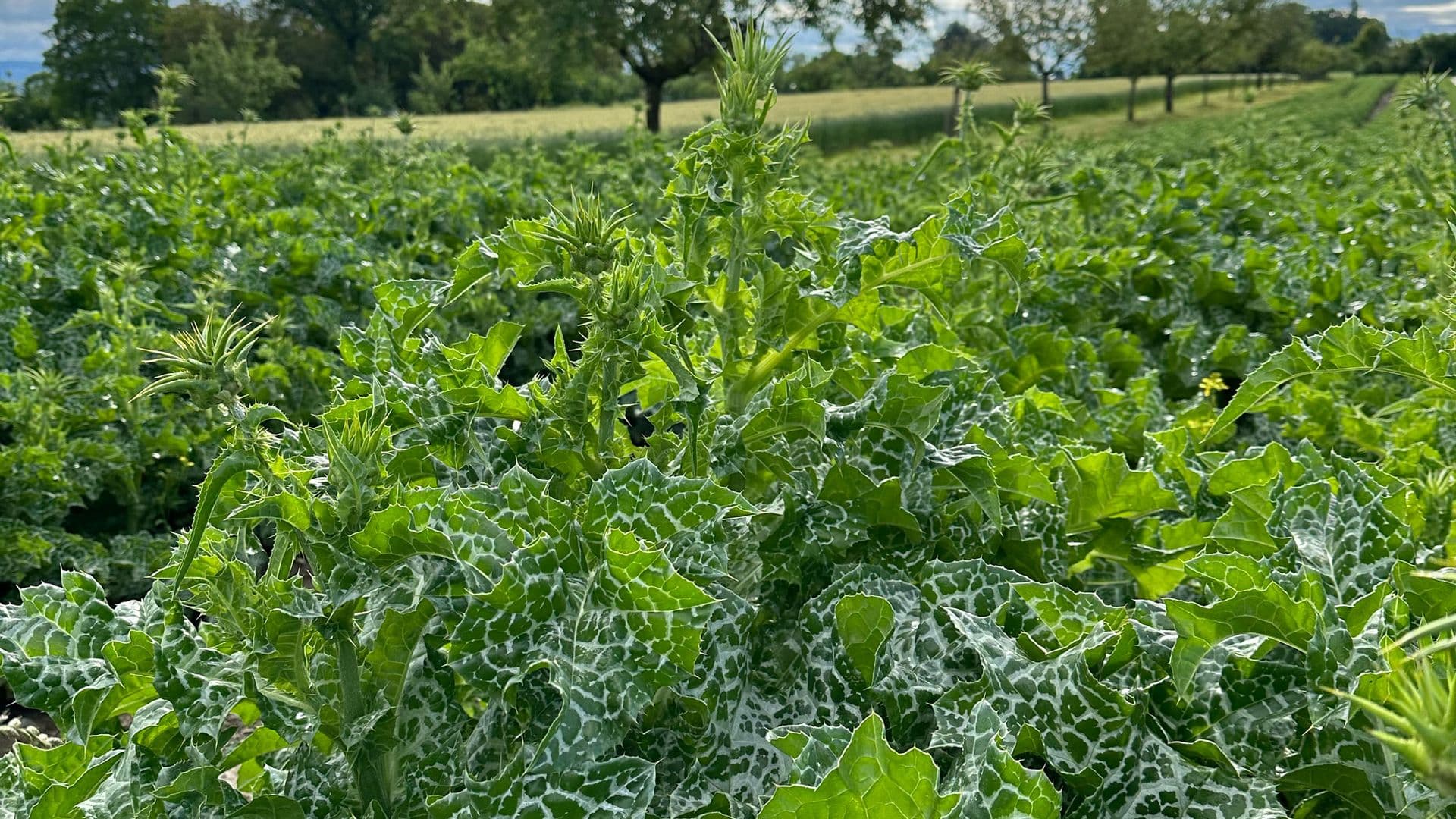 Mariendistel (Silybum marianum)