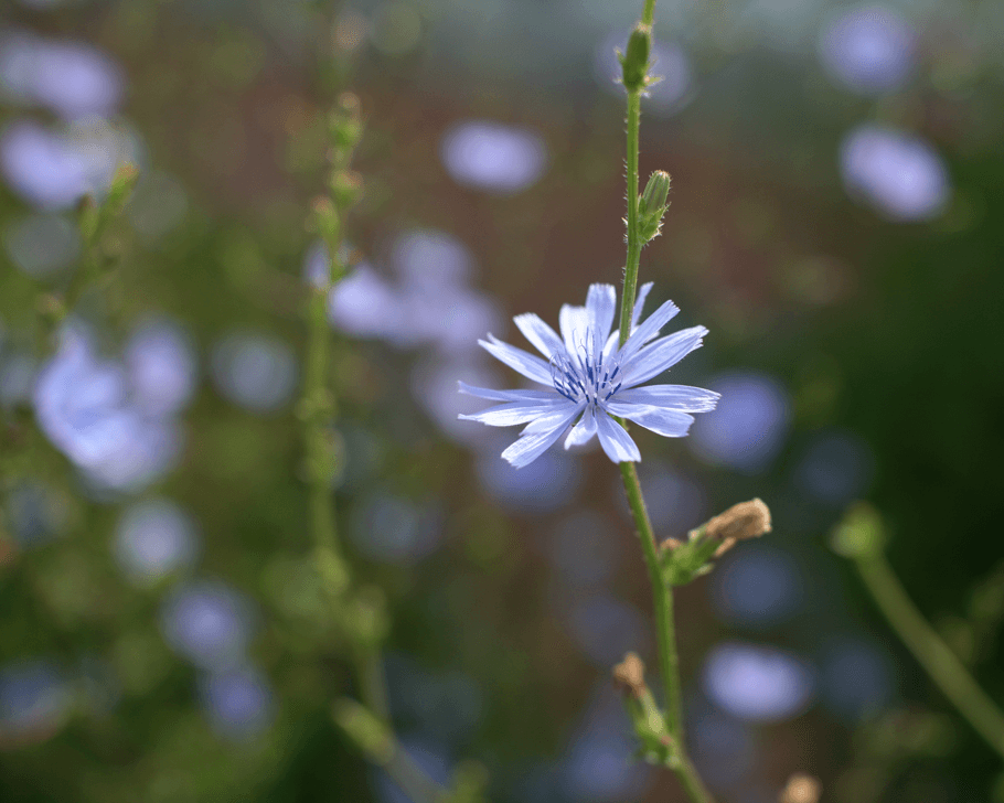 Wesen und Signatur der Heilpflanzen