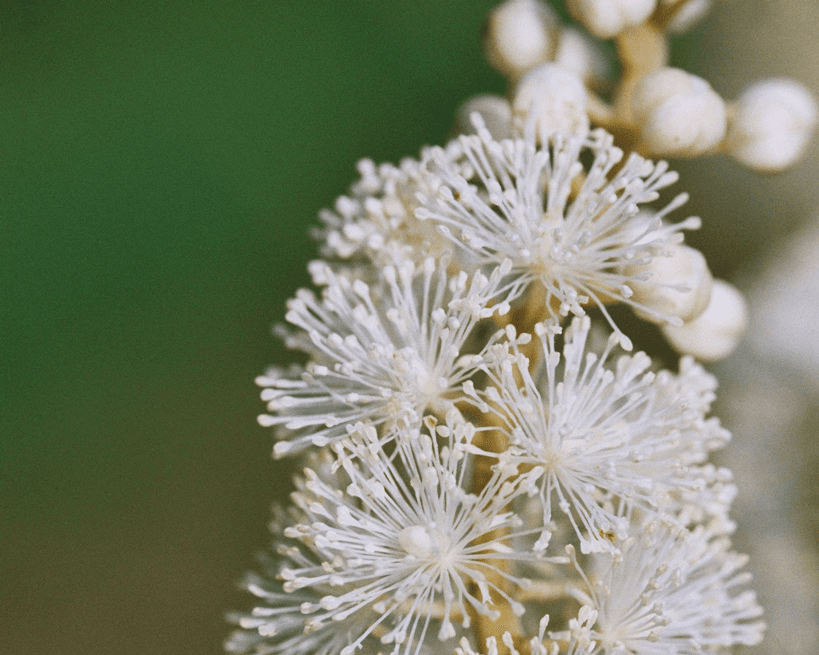 Heilende Pflanzen in der Frauenheilkunde