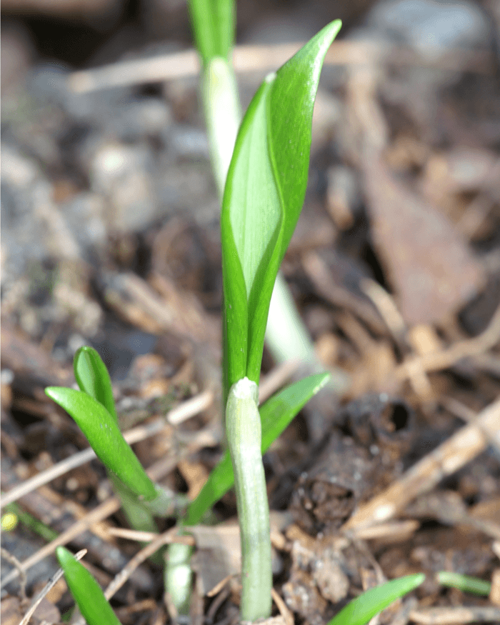 Bärlauch (Allium ursinum)