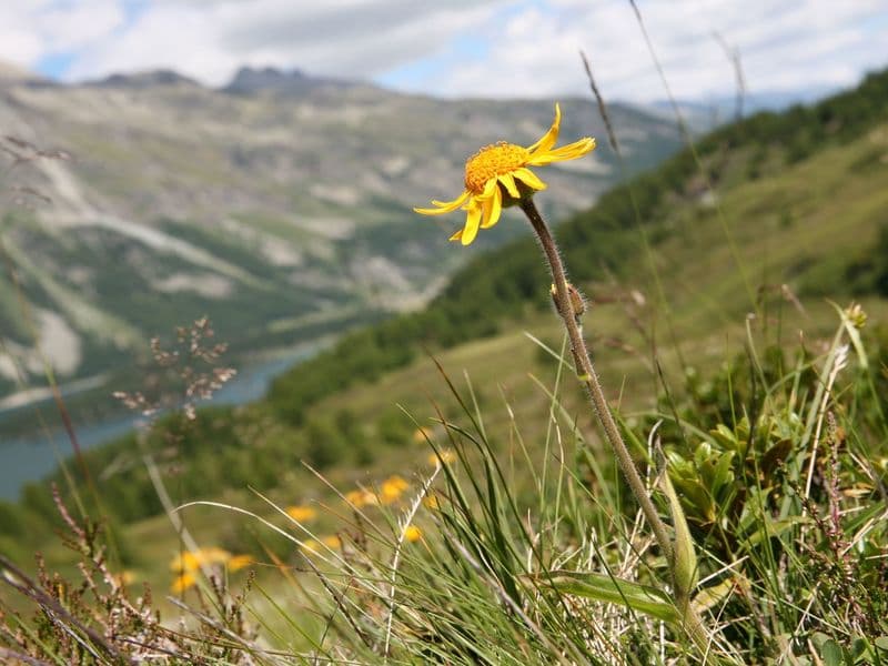Arnika (Arnica montana)