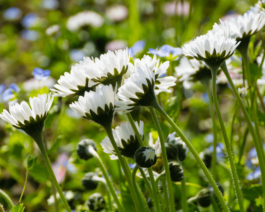 Heilpflanzen in der Kinderheilkunde