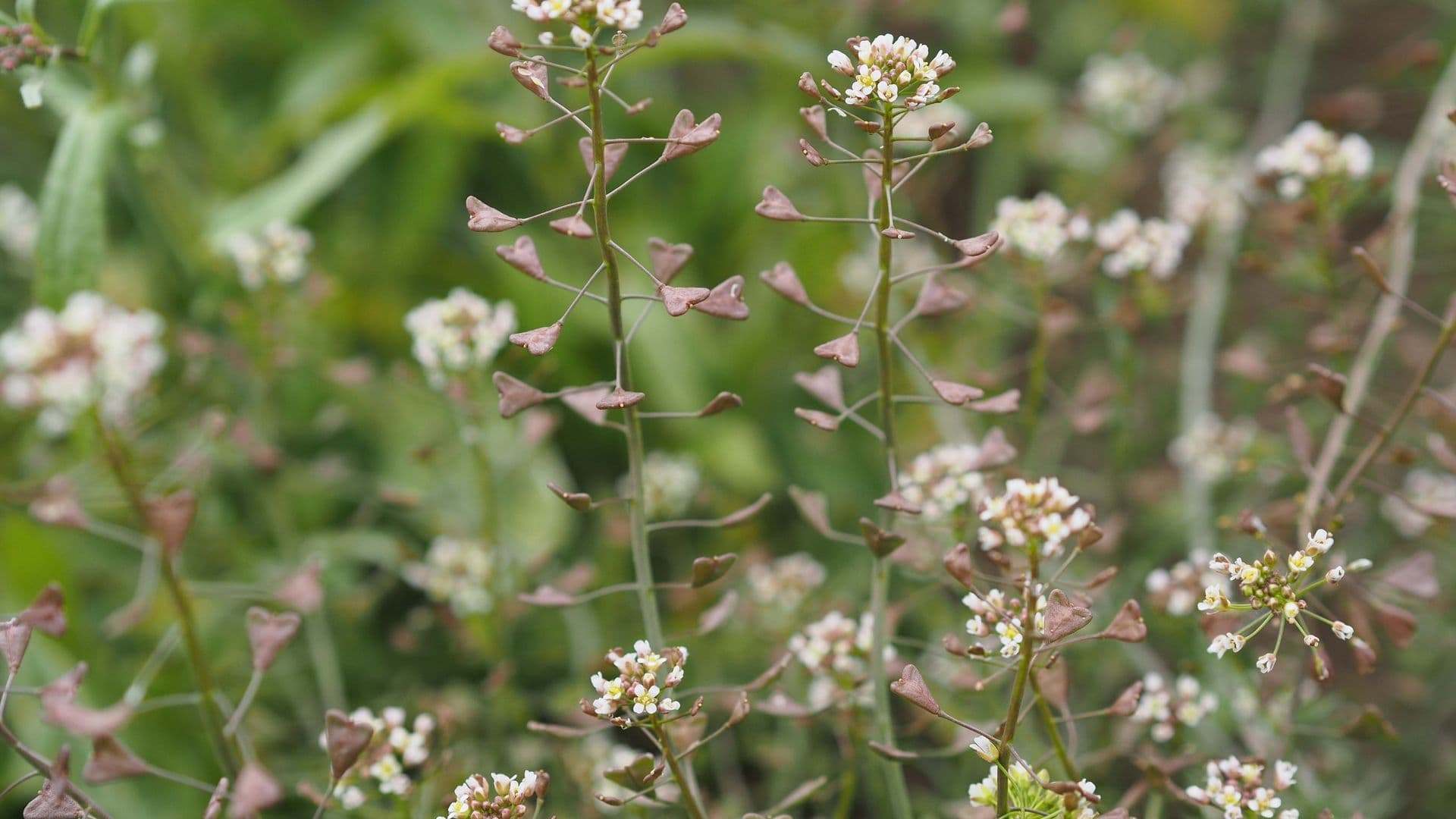 Hirtentäschel (Capsella bursa-pastoris)
